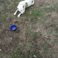 واگذاری سگ پیتبول واکسن زده|سگ|بندر انزلی, بشمن|دیوار