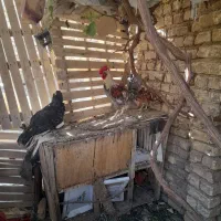 خروس لری جوان