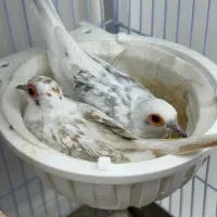 فنج مرغ عشق کبوتر الماسی