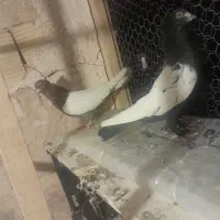 کفتر تزیینی|پرنده|قم, نخودی|دیوار