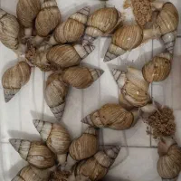 معاوضه حلزون با وسایل پیشنهادی شما