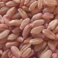 بذر گندم اصلاح شد