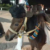 اسب سواری  عکاسی با اسب و محیط|اسب و تجهیزات اسب‌سواری|مشهد, کوه سنگی|دیوار