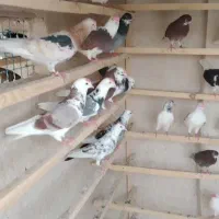 کبوتر بار جدید رسید
