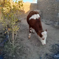 گوساله سیمنتال قرمز تلیسه|حیوانات مزرعه|قیدار, |دیوار