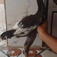 جوجه خروس لاری