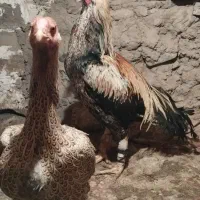 تخم لاری نسل دار|حیوانات مزرعه|خوی, |دیوار