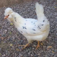 مرغ گلین درحال تخم|حیوانات مزرعه|کرمان, |دیوار