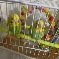 جوجه مرغ عشق