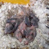 جفت قناری با جوجه|پرنده|کرمان, |دیوار