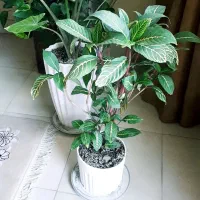 گل و گاه آپارتمانی