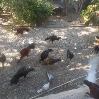 خروس چابهار اصل ۸ تا خروس
