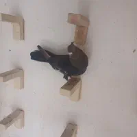 ماده سرک تافته ای و نرو ماده سرک زرد