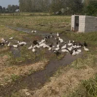 حیوانات مزرعه|حیوانات مزرعه|رشت, تازه آباد|دیوار