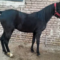 کره اسب|اسب و تجهیزات اسبسواری|مرند, |دیوار