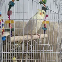 عروس هلندی