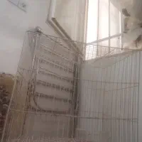 قفس برا پرنده و خرگوش