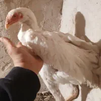 ۱۰ عدد مرغوخروس لاری اصیل|حیوانات مزرعه|میانه, |دیوار