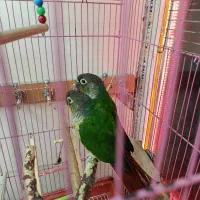 جفت گرینچیک و برزیلی و عروس و فنچ ومرغ عشق