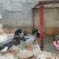سه عدد اوردک نر دونه ای یک میلیون