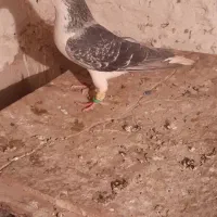 دوتا کبوتر رنگی جفت نر مست|پرنده|پاکدشت, پاکدشت (مامازند)|دیوار