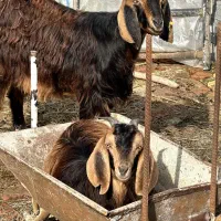 دو عدد بز پاکستانی به فروش میرسد