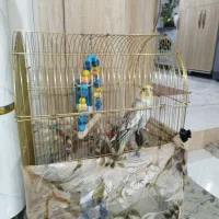 عروس هلندی نر سخنگو|پرنده|قرچک, پویینک|دیوار