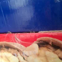 حیوان باهوش