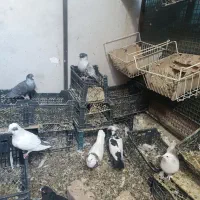 فروش کبوتر|پرنده|سراوان, |دیوار