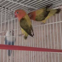 یک جفت کتوله برزیلی مولد
