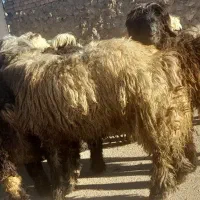 بره قوچی|حیوانات مزرعه|بلداجی, |دیوار