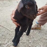 بره ماده