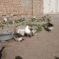غاز نژاد دار