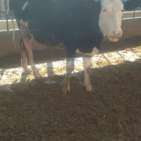 گوساله سیمینتال