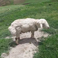 یک راس قوچ نر