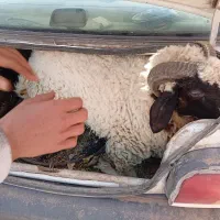 بره نره برا کشتار