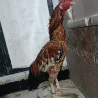 خروس ومرغ با جوجه