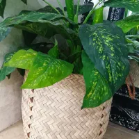 سبدحصیری استندگلدان سبدچوبی سبددستبافت سبدگلدان سب