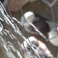 کبوتر|پرنده|قم, شاه سید علی|دیوار