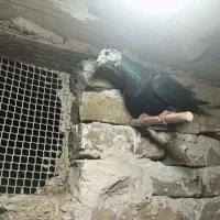 کبوتر|پرنده|طرقبه, |دیوار