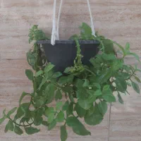 گل و گیاه|گل و گیاه طبیعی|قرچک, میرزائی شمالی|دیوار
