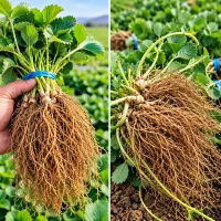 فروش نشای ریشه‌لخت توت‌فرنگی