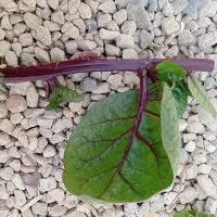 قلمه گل لوبیا سحرآمیز|گل و گیاه طبیعی|اصفهان, شهرک مهدیه|دیوار