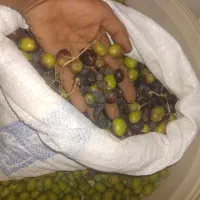 خریدار زیتون روغنی