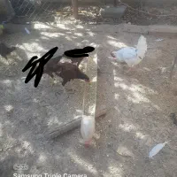 مرغ و خروس لاری|حیوانات مزرعه|پاکدشت, پاکدشت (مامازند)|دیوار