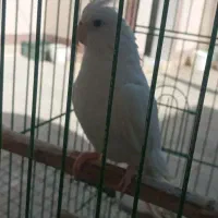 البینو ۱۰ ماهه ماده|پرنده|مسجد سلیمان, |دیوار