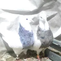 طوقی تمیز بدون غلط