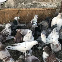 کبوتر تهرانی شهرستانی سرور،کله ماستی،قرمز