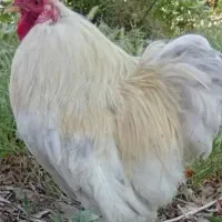 یک عدد خروس کوشین سفید