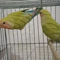 جوجه برزیلی نیمه دستی سرلاکی